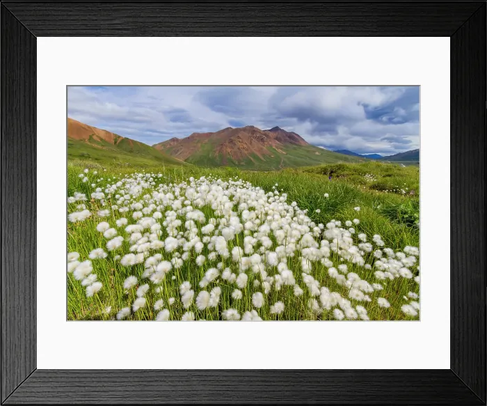 Framed Print : A large stand of Arctic cotton (Eriophorum callitrix) in Denali National Park, Alaska, United States of America Framed Print : A large stand of Arctic cotton (Eriophorum callitrix) in Denali National Park, Alaska, United States of America