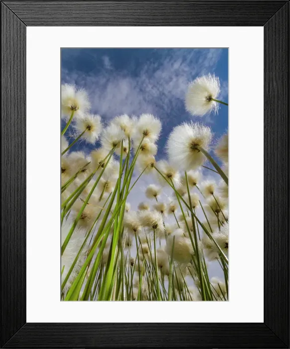 Framed Print : A large stand of Arctic cotton (Eriophorum callitrix) in Denali National Park, Alaska, United States of America