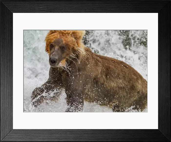 Framed Print : Adult brown bear (Ursus arctos) foraging for salmon at the Brooks River, Katmai National Park, Alaska, United States of America Framed Print : Adult brown bear (Ursus arctos) foraging for salmon at the Brooks River, Katmai National Park, Alaska, United States of America