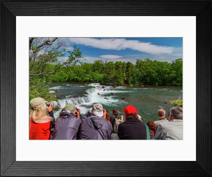 Framed Print : View from Park Service platform where adult brown bears (Ursus arctos) forage for salmon, Katmai National Park, Alaska, United States of America Framed Print : View from Park Service platform where adult brown bears (Ursus arctos) forage for salmon, Katmai National Park, Alaska, United States of America