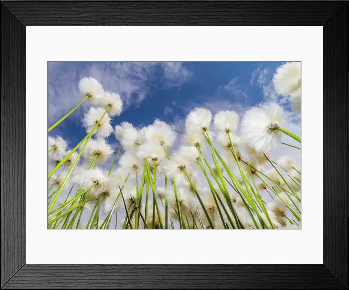 Framed Print : A large stand of Arctic cotton (Eriophorum callitrix) in Denali National Park, Alaska, United States of America Framed Print : A large stand of Arctic cotton (Eriophorum callitrix) in Denali National Park, Alaska, United States of America