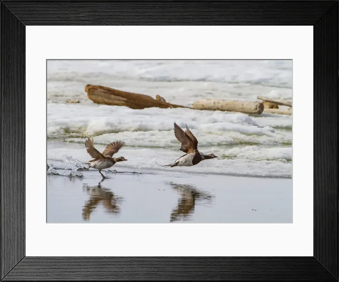 Framed Print : Adult long-tailed ducks (Clangula hyemalis) in breeding plumage in the Svalbard Archipelago, Norway Framed Print : Adult long-tailed ducks (Clangula hyemalis) in breeding plumage in the Svalbard Archipelago, Norway