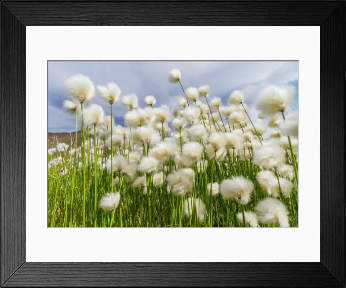 Framed Print : A large stand of Arctic cotton (Eriophorum callitrix) in Denali National Park, Alaska, United States of America Framed Print : A large stand of Arctic cotton (Eriophorum callitrix) in Denali National Park, Alaska, United States of America