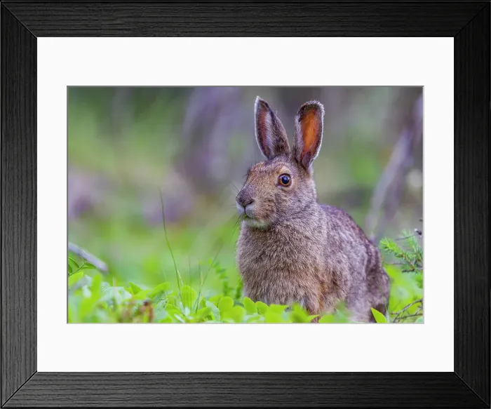 Framed Print : Adult snowshoe hare (Lepus americanus dalli) in Denali National Park, Alaska, United States of America Framed Print : Adult snowshoe hare (Lepus americanus dalli) in Denali National Park, Alaska, United States of America