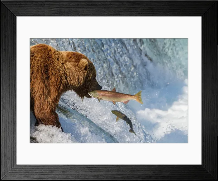 Framed Print : Adult brown bear (Ursus arctos) foraging for salmon at the Brooks River, Katmai National Park, Alaska, United States of America Framed Print : Adult brown bear (Ursus arctos) foraging for salmon at the Brooks River, Katmai National Park, Alaska, United States of America