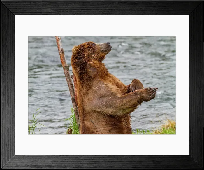 Framed Print : Adult brown bear (Ursus arctos) scratching its back on tree, Brooks River, Katmai National Park, near Bristol Bay, Alaska, United States of America Framed Print : Adult brown bear (Ursus arctos) scratching its back on tree, Brooks River, Katmai National Park, near Bristol Bay, Alaska, United States of America