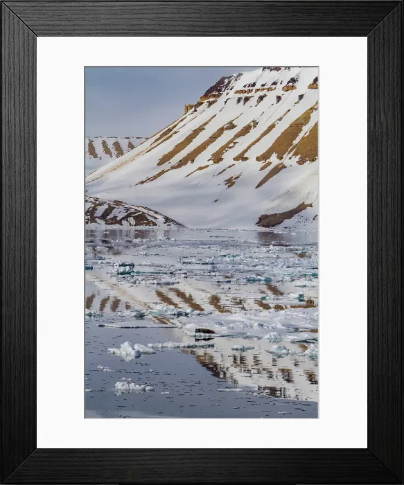 Framed Print : Adult bearded seal (Erignathus barbatus) hauled out on the ice in the Svalbard Archipelago, Norway Framed Print : Adult bearded seal (Erignathus barbatus) hauled out on the ice in the Svalbard Archipelago, Norway
