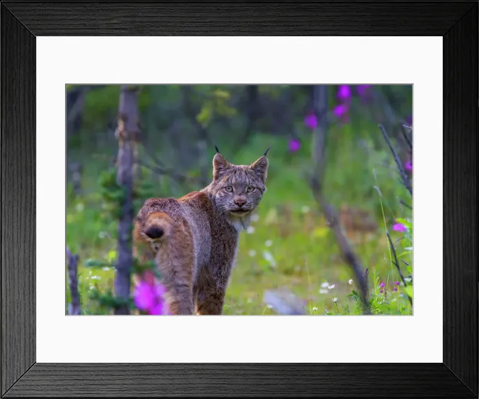 Framed Print : Adult Canada lynx (Lynx canadensis) in Denali National Park, Alaska, United States of America Framed Print : Adult Canada lynx (Lynx canadensis) in Denali National Park, Alaska, United States of America