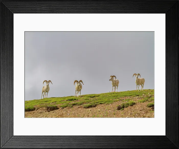 Framed Print : Adult Dall sheep (Ovis dalli) in Denali National Park, Alaska, United States of America Framed Print : Adult Dall sheep (Ovis dalli) in Denali National Park, Alaska, United States of America