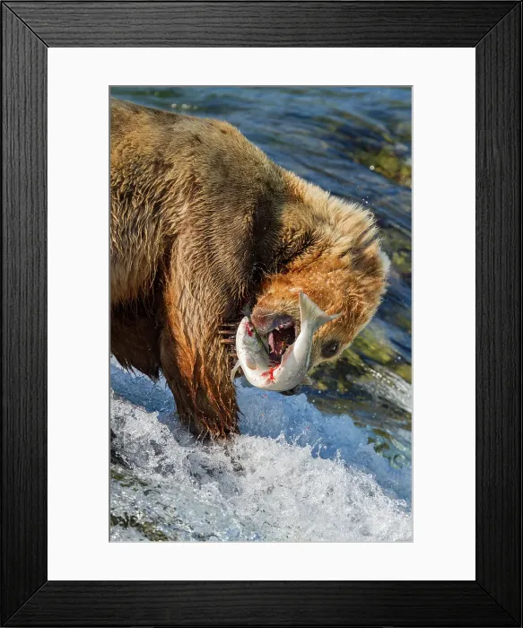 Framed Print : Adult brown bear (Ursus arctos) foraging for salmon at the Brooks River, Katmai National Park, Alaska, United States of America Framed Print : Adult brown bear (Ursus arctos) foraging for salmon at the Brooks River, Katmai National Park, Alaska, United States of America