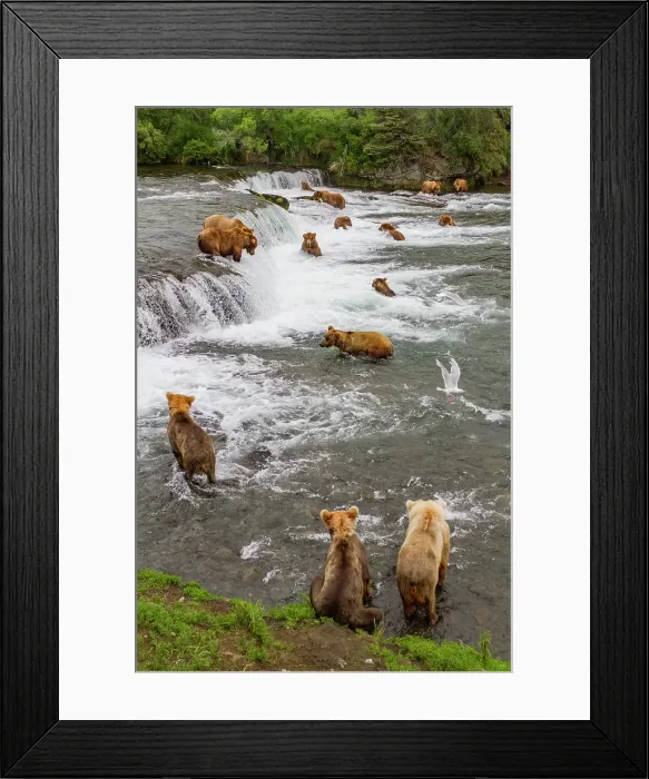 Framed Print : View from Park Service platform where adult brown bears (Ursus arctos) forage for salmon, Katmai National Park, Alaska, United States of America Framed Print : View from Park Service platform where adult brown bears (Ursus arctos) forage for salmon, Katmai National Park, Alaska, United States of America