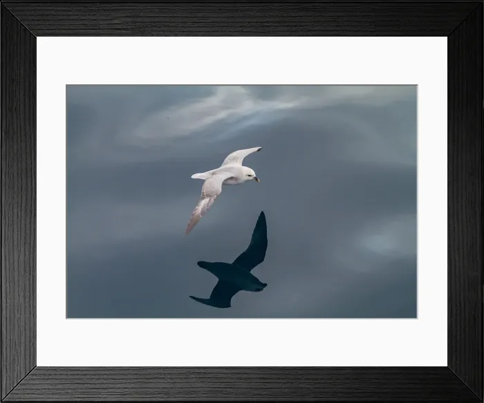 Framed Print : Northern fulmar (Fulmarus glacialis glacialis) on the wing in the Svalbard Archipelago, Norway Framed Print : Northern fulmar (Fulmarus glacialis glacialis) on the wing in the Svalbard Archipelago, Norway
