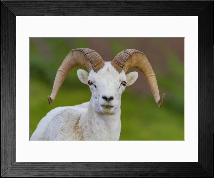 Framed Print : Adult Dall sheep (Ovis dalli) in Denali National Park, Alaska, United States of America Framed Print : Adult Dall sheep (Ovis dalli) in Denali National Park, Alaska, United States of America