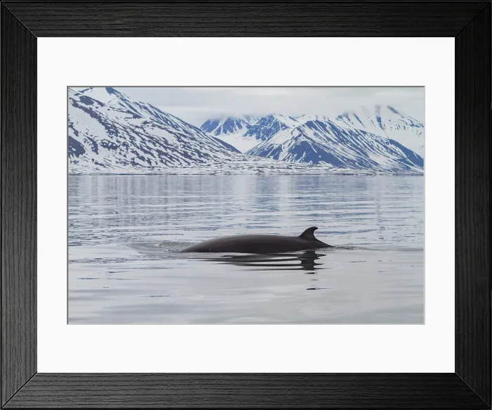 Framed Print : Adult common (northern) minke whale (Balaenoptera acutorostrata) sub-surface feeding in the Svalbard Archipelago, Norway Framed Print : Adult common (northern) minke whale (Balaenoptera acutorostrata) sub-surface feeding in the Svalbard Archipelago, Norway