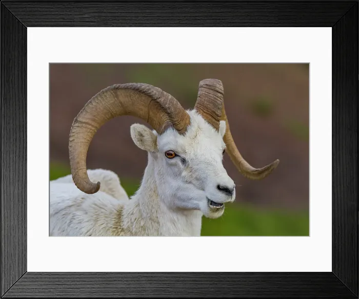 Framed Print : Adult Dall sheep (Ovis dalli) in Denali National Park, Alaska, United States of America Framed Print : Adult Dall sheep (Ovis dalli) in Denali National Park, Alaska, United States of America