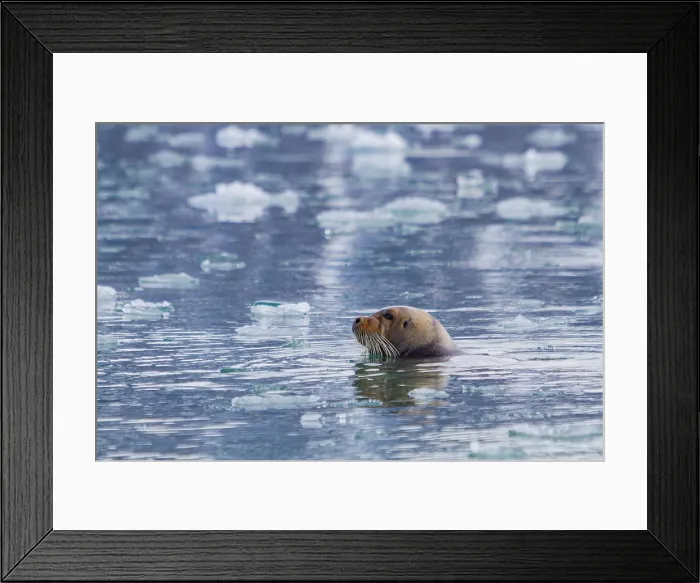 Framed Print : Adult bearded seal (Erignathus barbatus) swimming amongst the ice in the Svalbard Archipelago, Norway Framed Print : Adult bearded seal (Erignathus barbatus) swimming amongst the ice in the Svalbard Archipelago, Norway