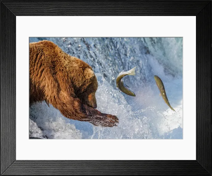 Framed Print : Adult brown bear (Ursus arctos) foraging for salmon at the Brooks River, Katmai National Park, Alaska, United States of America Framed Print : Adult brown bear (Ursus arctos) foraging for salmon at the Brooks River, Katmai National Park, Alaska, United States of America