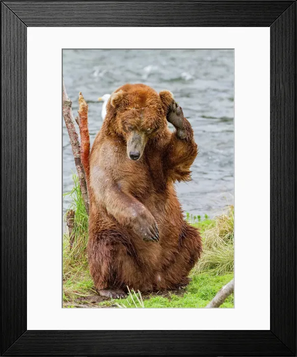 Framed Print : Adult brown bear (Ursus arctos) scratching its back on a tree at the Brooks River, Katmai National Park, Alaska, United States of America Framed Print : Adult brown bear (Ursus arctos) scratching its back on a tree at the Brooks River, Katmai National Park, Alaska, United States of America