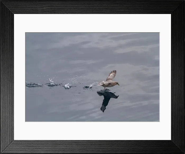 Framed Print : Northern fulmar (Fulmarus glacialis glacialis) taking flight in the Svalbard Archipelago, Norway Framed Print : Northern fulmar (Fulmarus glacialis glacialis) taking flight in the Svalbard Archipelago, Norway