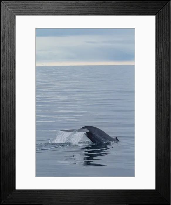 Framed Print : A rare sighting of an adult blue whale (Balaenoptera musculus) sub-surface feeding in the Svalbard Archipelago, Norway Framed Print : A rare sighting of an adult blue whale (Balaenoptera musculus) sub-surface feeding in the Svalbard Archipelago, Norway