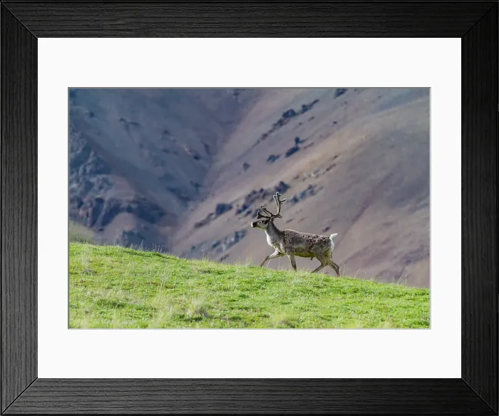 Framed Print : Adult caribou (Rangifer tarandus) in Denali National Park, Alaska, United States of America Framed Print : Adult caribou (Rangifer tarandus) in Denali National Park, Alaska, United States of America