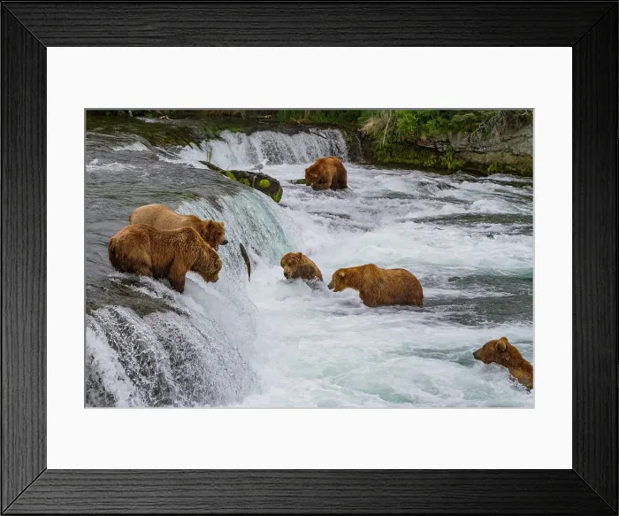 Framed Print : View from Park Service platform where adult brown bears (Ursus arctos) forage for salmon, Katmai National Park, Alaska, United States of America Framed Print : View from Park Service platform where adult brown bears (Ursus arctos) forage for salmon, Katmai National Park, Alaska, United States of America