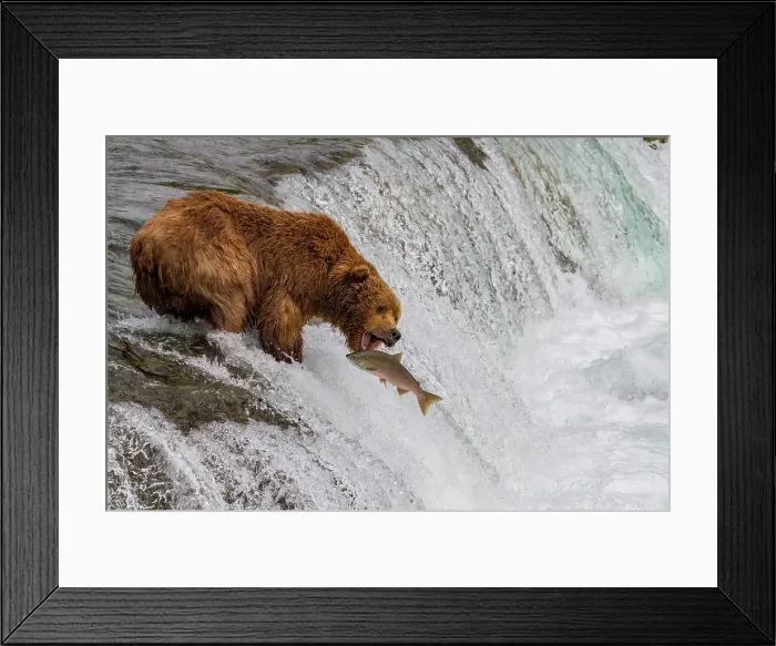 Framed Print : Adult brown bear (Ursus arctos) foraging for salmon at the Brooks River, Katmai National Park, Alaska, United States of America Framed Print : Adult brown bear (Ursus arctos) foraging for salmon at the Brooks River, Katmai National Park, Alaska, United States of America