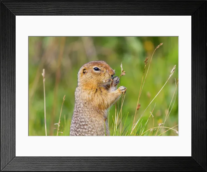Framed Print : Adult Arctic ground squirrel (Spermophilus parryii) foraging in Denali National Park, Alaska, United States of America Framed Print : Adult Arctic ground squirrel (Spermophilus parryii) foraging in Denali National Park, Alaska, United States of America