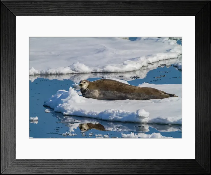 Framed Print : Adult bearded seal (Erignathus barbatus) hauled out on the ice in the Svalbard Archipelago, Norway Framed Print : Adult bearded seal (Erignathus barbatus) hauled out on the ice in the Svalbard Archipelago, Norway