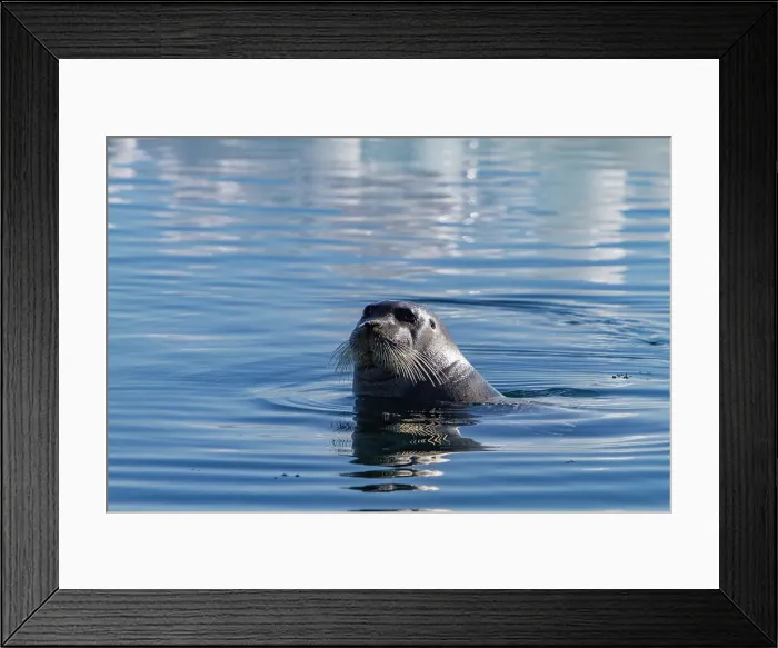 Framed Print : Adult bearded seal (Erignathus barbatus) swimming amongst the ice in the Svalbard Archipelago, Norway Framed Print : Adult bearded seal (Erignathus barbatus) swimming amongst the ice in the Svalbard Archipelago, Norway