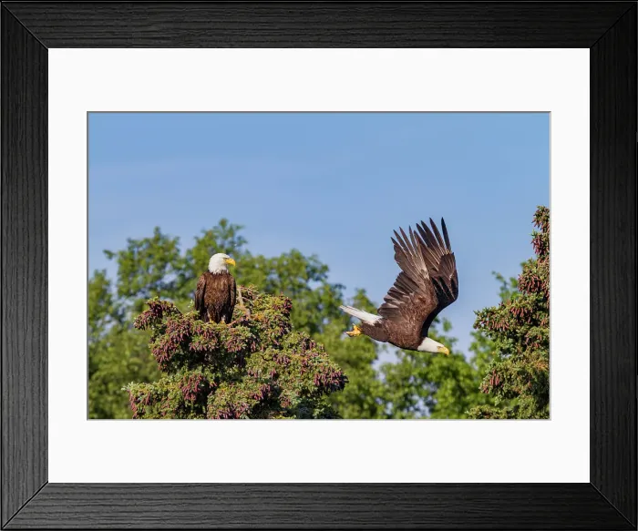 Framed Print : Mated bald eagle (Haliaeetus leucocephalus) pair on nest near the Brooks River, Katmai National Park, Alaska, United States of America Framed Print : Mated bald eagle (Haliaeetus leucocephalus) pair on nest near the Brooks River, Katmai National Park, Alaska, United States of America