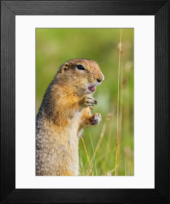 Framed Print : Adult Arctic ground squirrel (Spermophilus parryii) foraging in Denali National Park, Alaska, United States of America Framed Print : Adult Arctic ground squirrel (Spermophilus parryii) foraging in Denali National Park, Alaska, United States of America