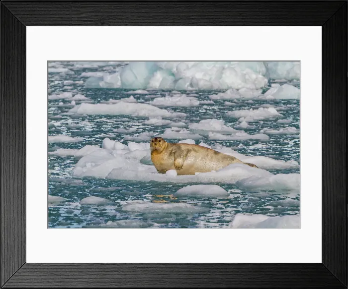 Framed Print : Adult bearded seal (Erignathus barbatus) hauled out on the ice in the Svalbard Archipelago, Norway Framed Print : Adult bearded seal (Erignathus barbatus) hauled out on the ice in the Svalbard Archipelago, Norway