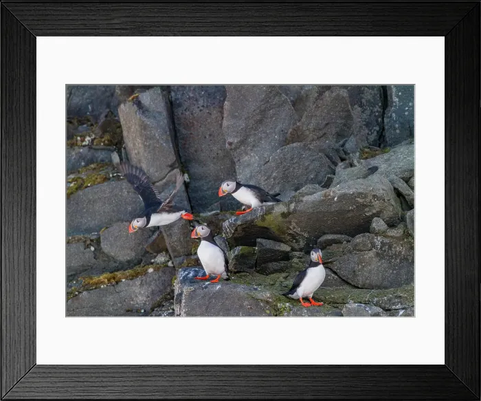 Framed Print : Adult Atlantic puffins (Fratercula arctica), breeding on the island of Bolscheoya in the Svalbard Archipelago, Norway Framed Print : Adult Atlantic puffins (Fratercula arctica), breeding on the island of Bolscheoya in the Svalbard Archipelago, Norway