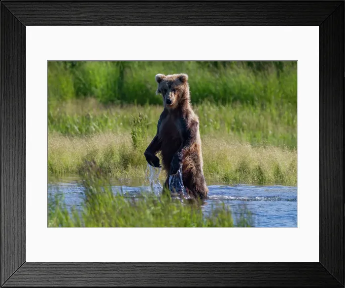Framed Print : Adult brown bear (Ursus arctos) foraging for salmon at the Brooks River, Katmai National Park, Alaska, United States of America Framed Print : Adult brown bear (Ursus arctos) foraging for salmon at the Brooks River, Katmai National Park, Alaska, United States of America