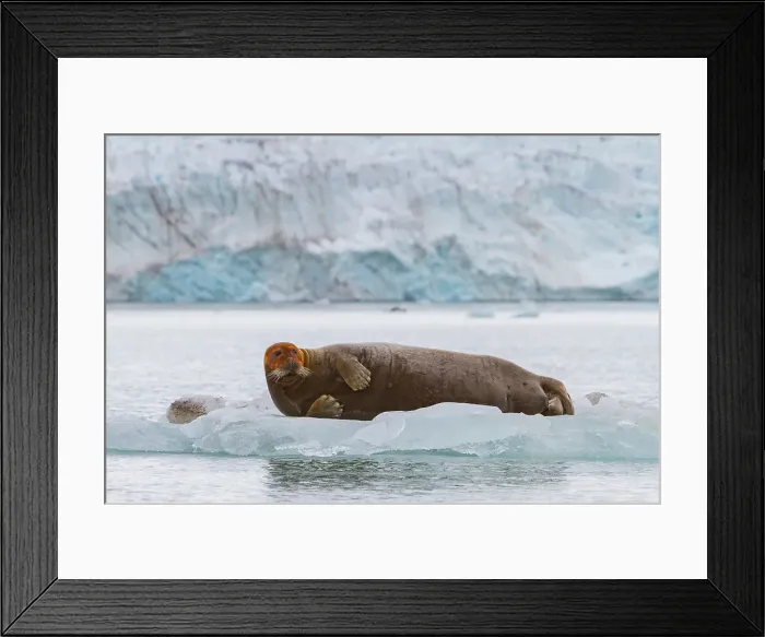 Framed Print : Adult bearded seal (Erignathus barbatus) hauled out on the ice in the Svalbard Archipelago, Norway Framed Print : Adult bearded seal (Erignathus barbatus) hauled out on the ice in the Svalbard Archipelago, Norway