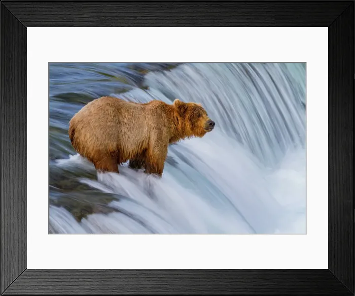 Framed Print : Adult brown bear (Ursus arctos) foraging for salmon at the Brooks River, Katmai National Park, Alaska, United States of America Framed Print : Adult brown bear (Ursus arctos) foraging for salmon at the Brooks River, Katmai National Park, Alaska, United States of America