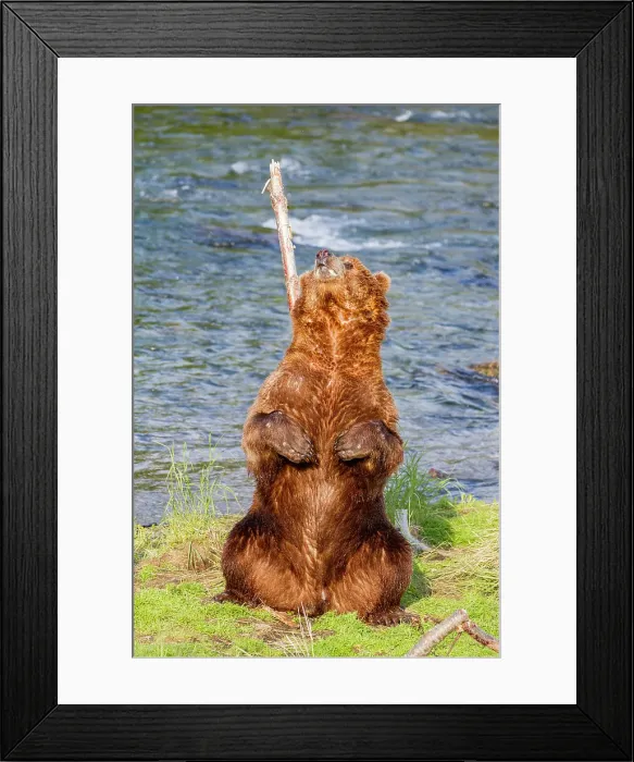 Framed Print : Adult brown bear (Ursus arctos) scratching its back on tree, Brooks River, Katmai National Park near Bristol Bay, Alaska, United States of America Framed Print : Adult brown bear (Ursus arctos) scratching its back on tree, Brooks River, Katmai National Park near Bristol Bay, Alaska, United States of America