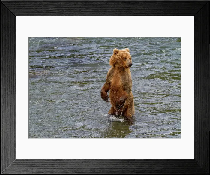 Framed Print : Adult brown bear (Ursus arctos) foraging for salmon at the Brooks River, Katmai National Park, Alaska, United States of America Framed Print : Adult brown bear (Ursus arctos) foraging for salmon at the Brooks River, Katmai National Park, Alaska, United States of America