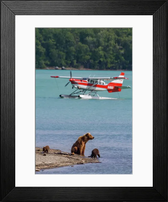 Framed Print : Adult brown bear sow (Ursus arctos) watching human activities at the Brooks River, Katmai National Park, Alaska, United States of America Framed Print : Adult brown bear sow (Ursus arctos) watching human activities at the Brooks River, Katmai National Park, Alaska, United States of America