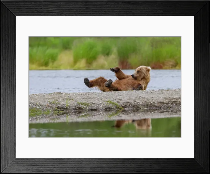 Framed Print : Young brown bear (Ursus arctos) scratching its back on the gravel at the Brooks River, Katmai National Park, Alaska, United States of America Framed Print : Young brown bear (Ursus arctos) scratching its back on the gravel at the Brooks River, Katmai National Park, Alaska, United States of America