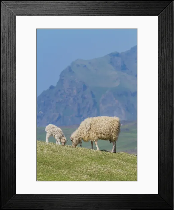 Framed Print : Sheep grazing on remote Heimaey Island, Iceland Framed Print : Sheep grazing on remote Heimaey Island, Iceland