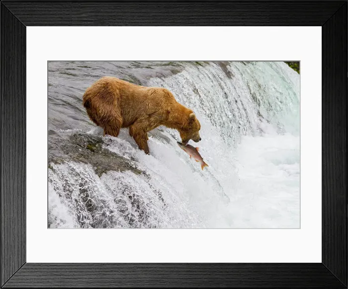 Framed Print : Adult brown bear (Ursus arctos) foraging for salmon at the Brooks River, Katmai National Park, Alaska, United States of America Framed Print : Adult brown bear (Ursus arctos) foraging for salmon at the Brooks River, Katmai National Park, Alaska, United States of America