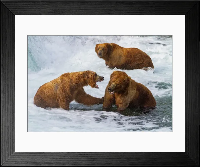 Framed Print : Adult brown bears (Ursus arctos) foraging for salmon at the Brooks River, Katmai National Park, Alaska, United States of America Framed Print : Adult brown bears (Ursus arctos) foraging for salmon at the Brooks River, Katmai National Park, Alaska, United States of America