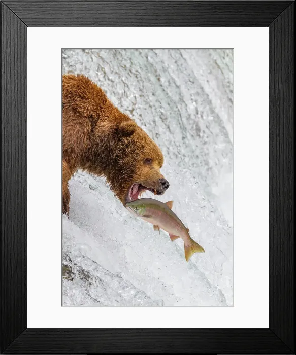 Framed Print : Adult brown bear (Ursus arctos) foraging for salmon at the Brooks River, Katmai National Park, Alaska, United States of America Framed Print : Adult brown bear (Ursus arctos) foraging for salmon at the Brooks River, Katmai National Park, Alaska, United States of America