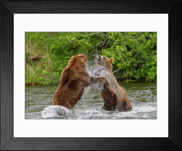 Framed Print : Adult brown bears (Ursus arctos) disputing fishing rights for salmon at the Brooks River, Katmai National Park, Alaska, United States of America Framed Print : Adult brown bears (Ursus arctos) disputing fishing rights for salmon at the Brooks River, Katmai National Park, Alaska, United States of America