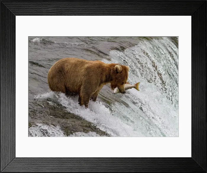 Framed Print : Adult brown bear (Ursus arctos) foraging for salmon at the Brooks River, Katmai National Park, Alaska, United States of America Framed Print : Adult brown bear (Ursus arctos) foraging for salmon at the Brooks River, Katmai National Park, Alaska, United States of America