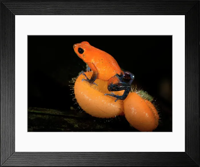 Framed Print : Strawberry poison-dart frog (blue jeans poison frog) (Oophaga pumilio), Costa Rica Framed Print : Strawberry poison-dart frog (blue jeans poison frog) (Oophaga pumilio), Costa Rica
