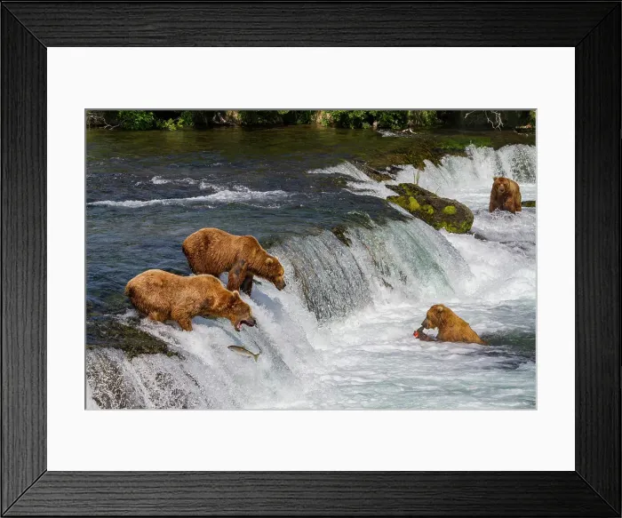 Framed Print : Adult brown bears (Ursus arctos) foraging for salmon at the Brooks River, Katmai National Park, Alaska, United States of America Framed Print : Adult brown bears (Ursus arctos) foraging for salmon at the Brooks River, Katmai National Park, Alaska, United States of America