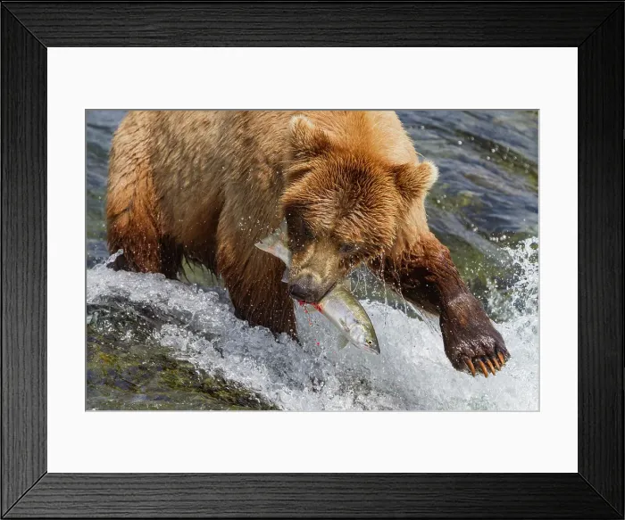 Framed Print : Adult brown bear (Ursus arctos) foraging for salmon at the Brooks River, Katmai National Park, Alaska, United States of America Framed Print : Adult brown bear (Ursus arctos) foraging for salmon at the Brooks River, Katmai National Park, Alaska, United States of America